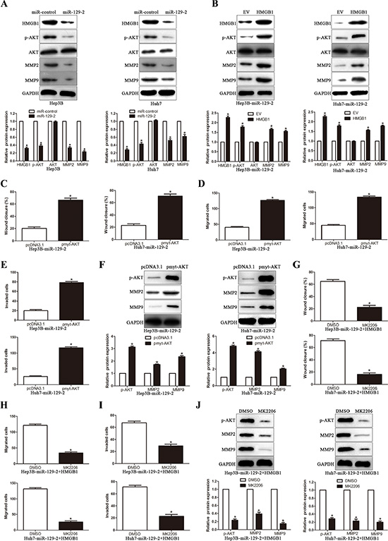 miR-129-2-HMGB1 axis modulates the expression of MMP2 and MMP9 by inhibiting AKT phosphorylation.