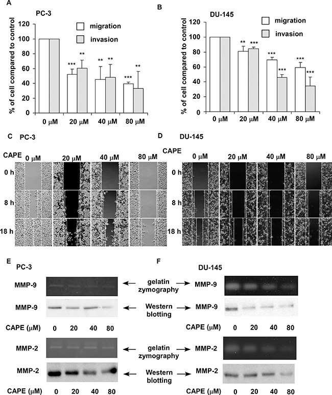 CAPE treatment suppresses migration and invasion of PC-3 and DU-145 cells in vitro.
