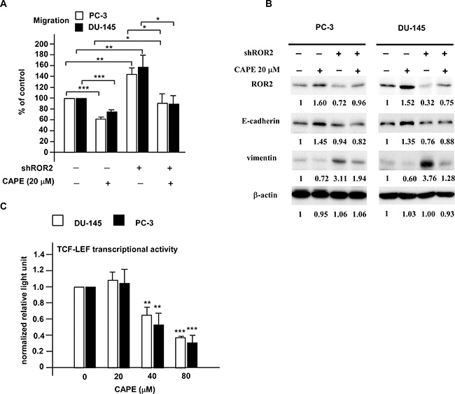 CAPE treatment suppressed migration of PC-3 and DU-145 PCa cells via induction of ROR2 as well as suppression of EMT and canonical Wnt signaling.