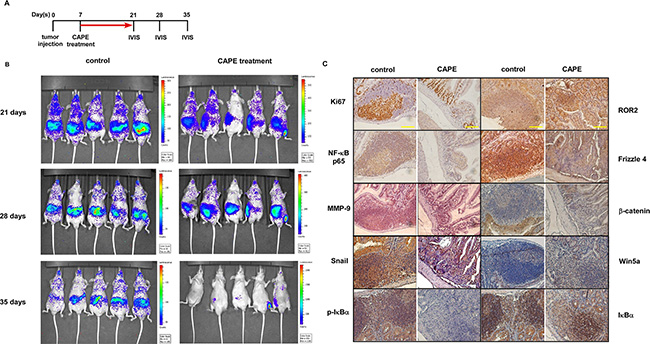 CAPE treatment suppressed cancer metastasis of PC-3 xenografts in nude mice.