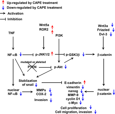 A summary of signaling pathways affected by CAPE treatment in PC-3 and DU-145 cells.