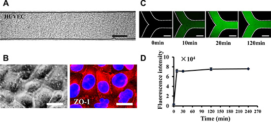 Mimicking the vascular endothelial barrier on the microfluidic.
