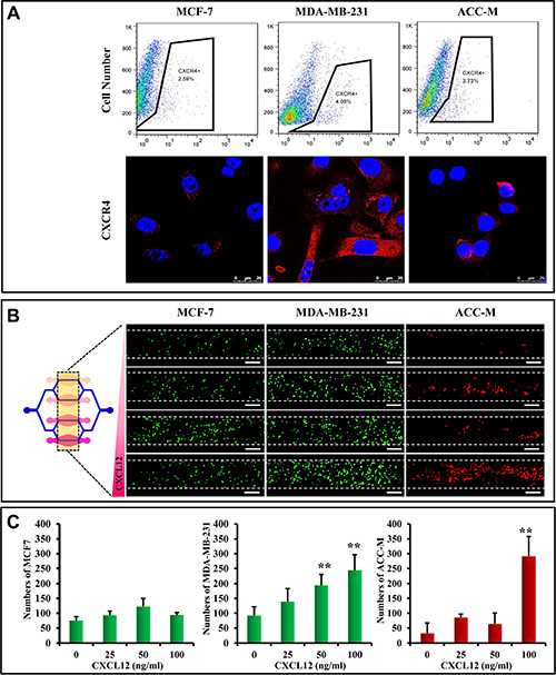 Chemokine-induced metastasis of CTCs in the microfluidic model.