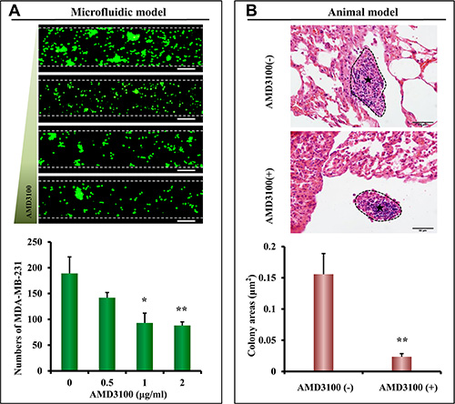 Inhibition of lung metastasis in the microfluidic model and nude mouse model.