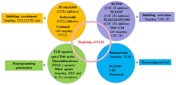 Agents targeting TAM in pancreatic cancer.