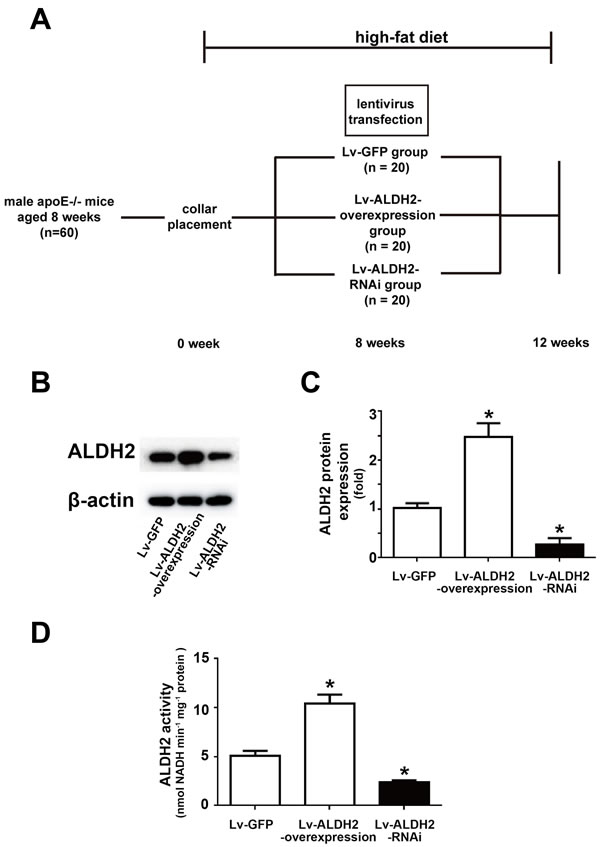 Time line, grouping and ALDH2 expression after lentivirus transfection in apoE-/- mice.