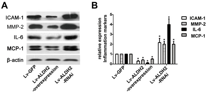 Protein expression of inflammatory cytokines in three groups of the apoE-/- mice after lentivirus transfection.