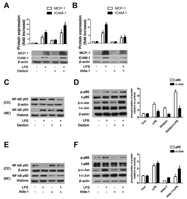The effects of ALDH2 on MCP-1, ICAM-1, and NF-&#x3ba;B and AP-1 transcription factors in HUVECs.