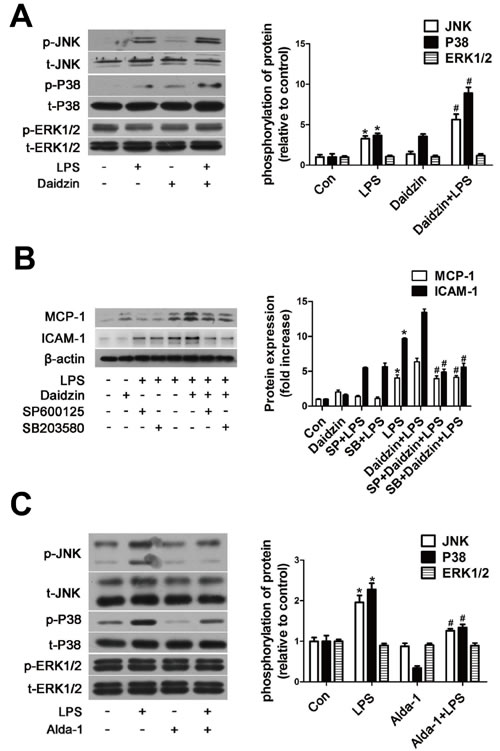 ALDH2 regulates expression of MCP-1 and ICAM-1 protein
