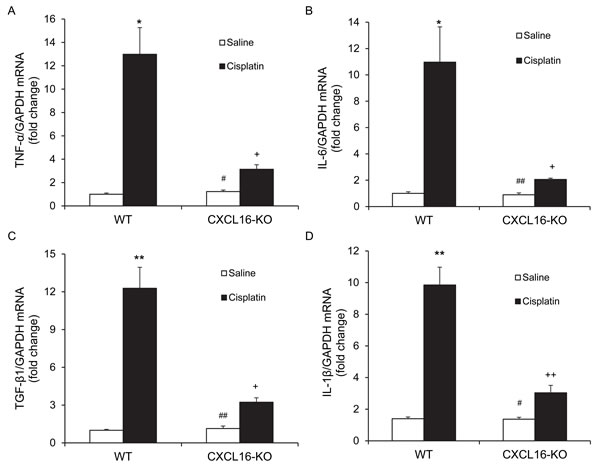 CXCL16 deficiency suppresses gene expression of proinflammatory molecules in the kidney after cisplatin treatment.