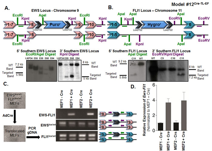 Somatic chromosomal translocation between endogenous