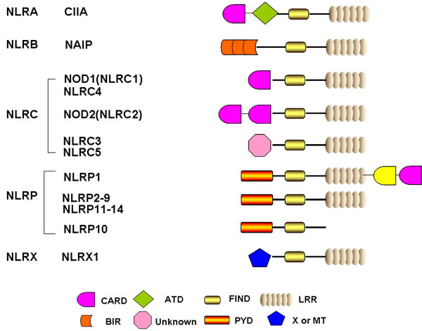 Schematic representation of the basic structure of individual NLR domain.