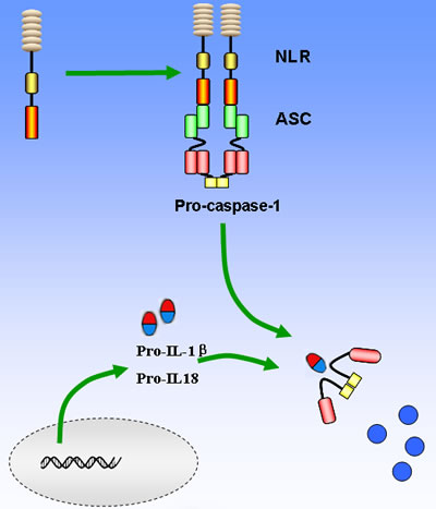 Basic mechanisms of activation of the main NLRs inflammasome.