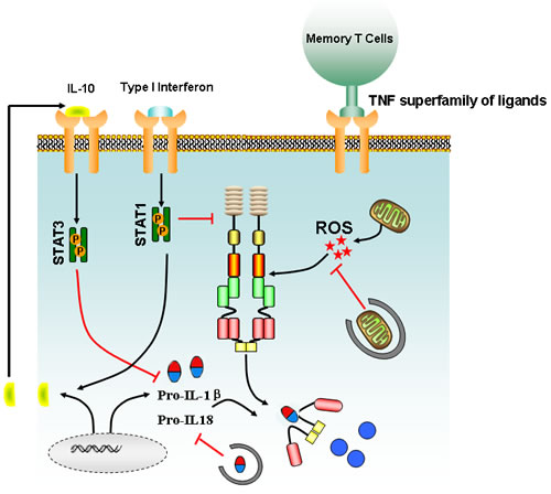Main signaling involved in the regulation of inflammasome activation.