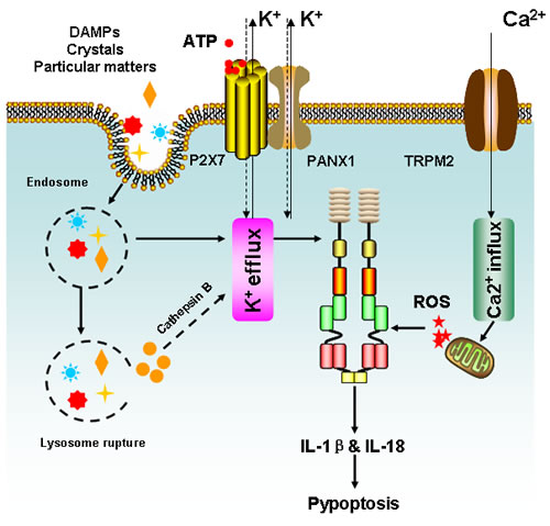 Simplified mechanisms for NLRP3 inflammasome activation.