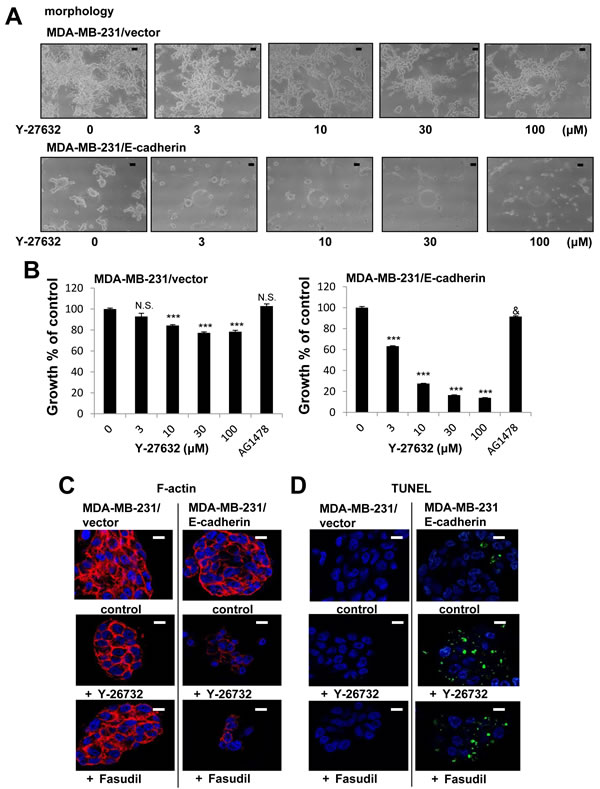 Enhanced growth inhibition by a combination of E-cadherin overexpression and ROCK inhibition in MDA-MB-231 cells in 3D lrECM.