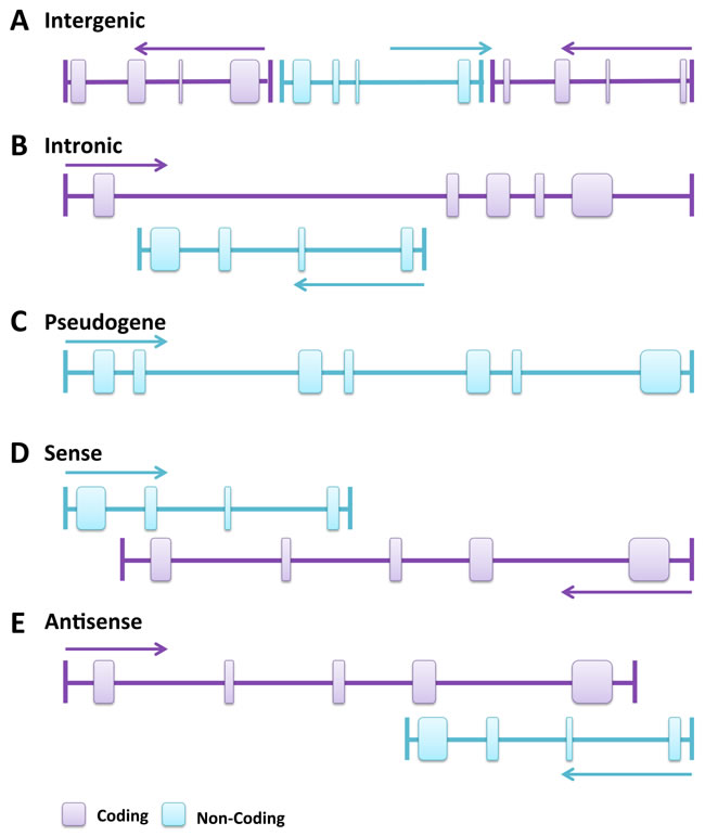 Genomic location and context of lncRNAs.