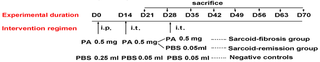 Treatment and experimental regimen in each group of mice.