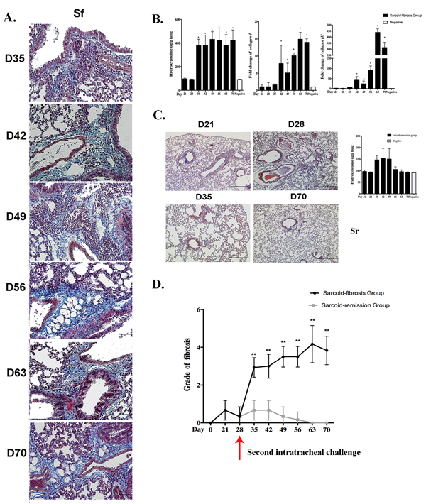 Repeated intratracheal PA challenge induces pulmonary fibrosis following granulomatous inflammation.