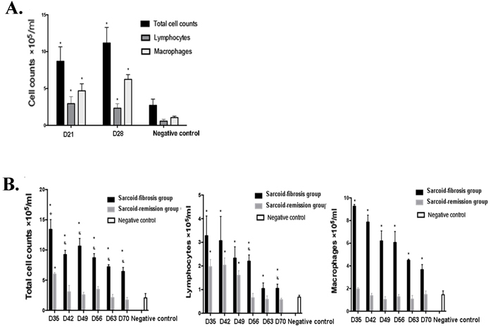 Increased inflammatory cell counts in the bronchoalveolar lavage fluid (BALF) of the sarcoid-fibrosis group mice.