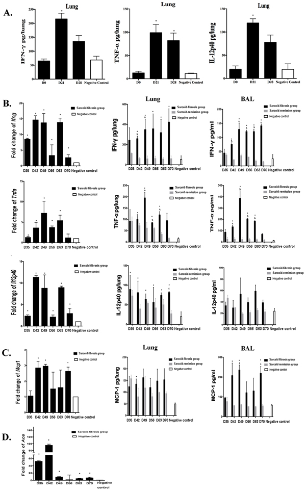 Increased levels of inflammatory cytokines in the lungs of the sarcoid-fibrosis group.