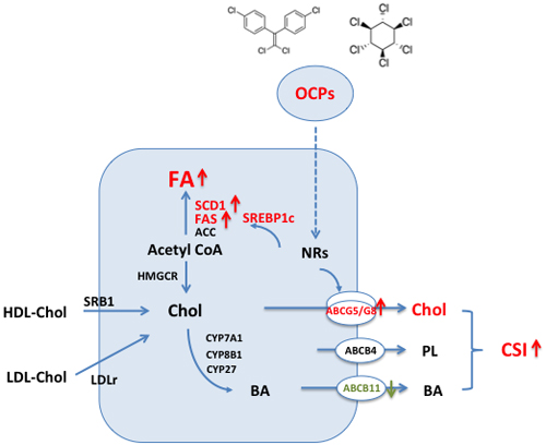 Schematic showing changes of hepatic lipid metabolism in hepatocyte exposed to high level of organochlorine pesticides (p&#x2019;, p&#x2019;-DDE and