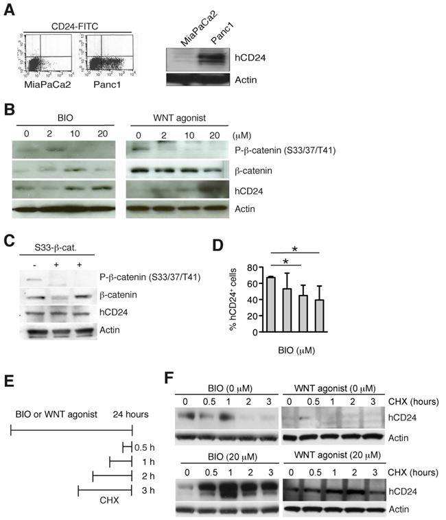 Activation of canonical WNT pathway increases hCD24 expression by stabilization of CD24 protein.