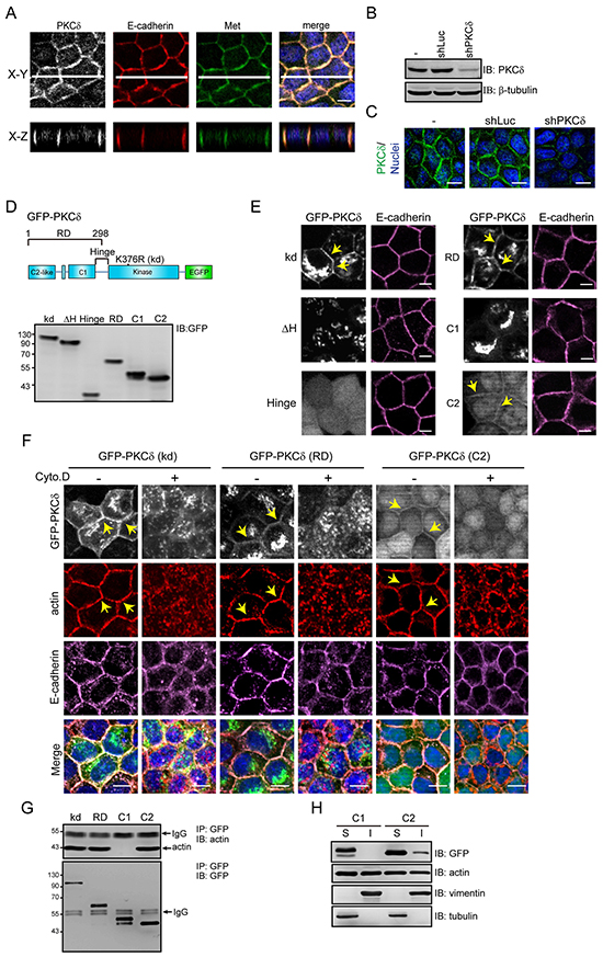 PKC&#x03B4; localizes at the cell-cell contacts through its C2-like domain in an F-actin-dependent manner.