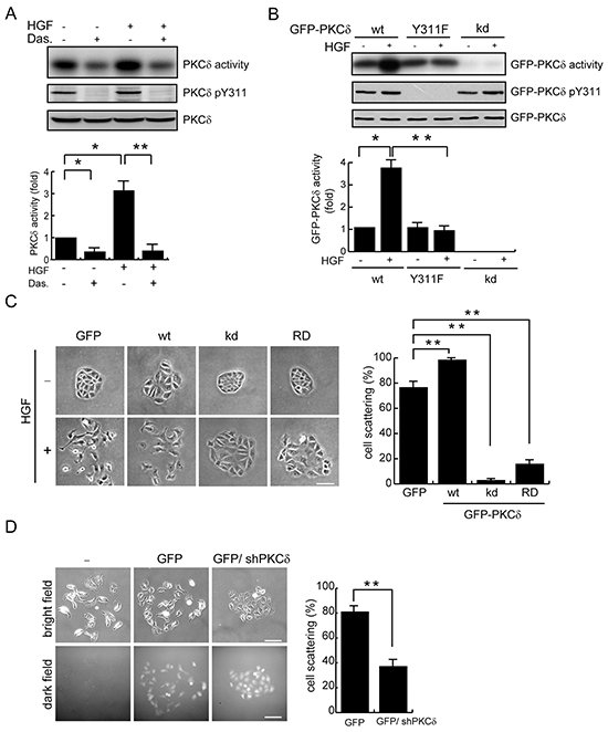 Phosphorylation and activation of PKC&#x03B4; by Src is important for the scatter of MDCK cells upon HGF stimulation.