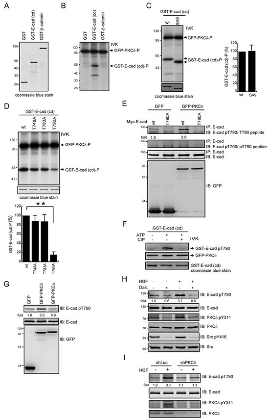 PKC&#x03B4; phosphorylates E-cadherin at Thr790 in vitro and in intact cells.