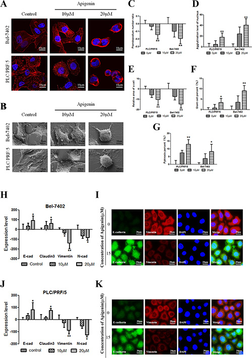 Apigenin alters cellular morphology and reverses changes in EMT biomarkers.