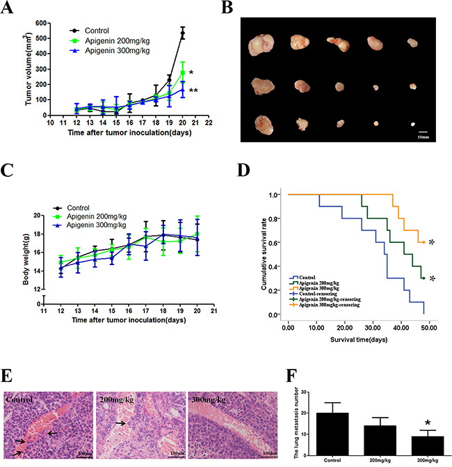 Effect of apigenin on a nude mouse xenograft model.