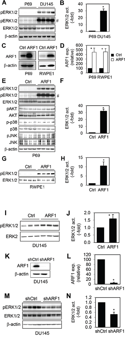 Effect of manipulating ARF1 expression on the activation of ERK1/2 in prostate cancer cells.