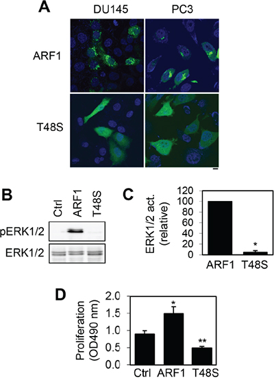 Effect of mutating Thr48 on ARF1 localization and its ability to activate ERK1/2 and promote cell proliferation.