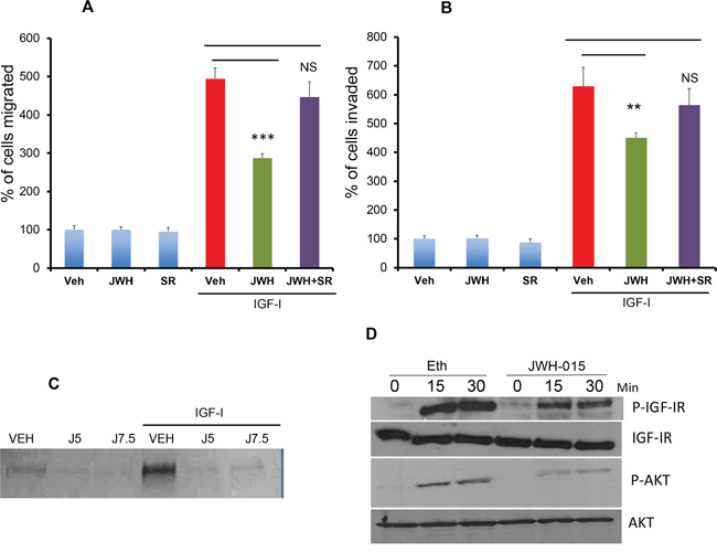 JWH-015 inhibits IGF-I/IGF-IR signaling in ER&#x03B1;+ breast cancer cells.