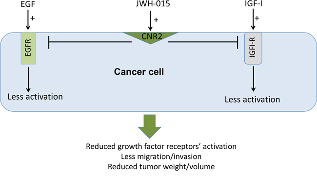Schematic representation of the anti-tumor role of CNR2 activation in breast cancer.