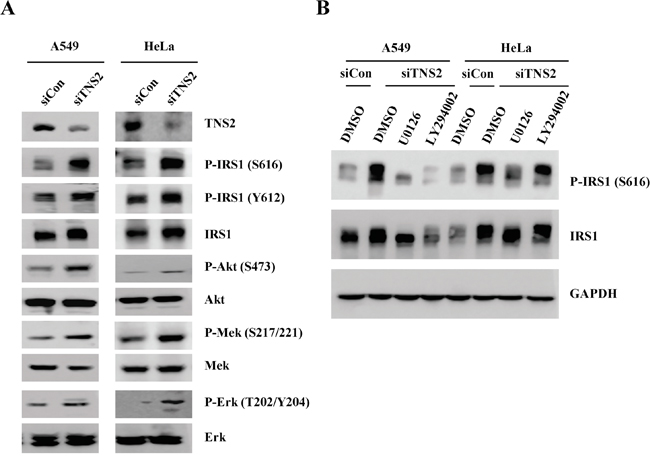 Silencing of TNS2 activates IRS1, AKT, and Mek signaling networks.
