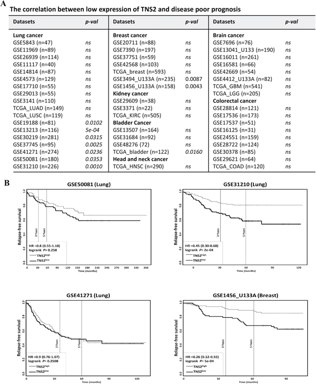 Overall survival analysis of cancer patients according to TNS2 expression levels.