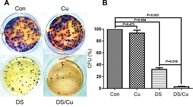 DS/Cu significantly abolishes the colony-forming ability of Nalm6 cells.