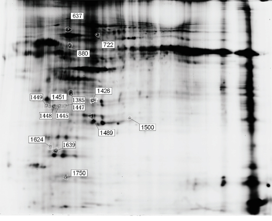 Fifteen differentially expressed protein spots in the two dimensional-fluorescence difference gel electrophoresis (DIGE).