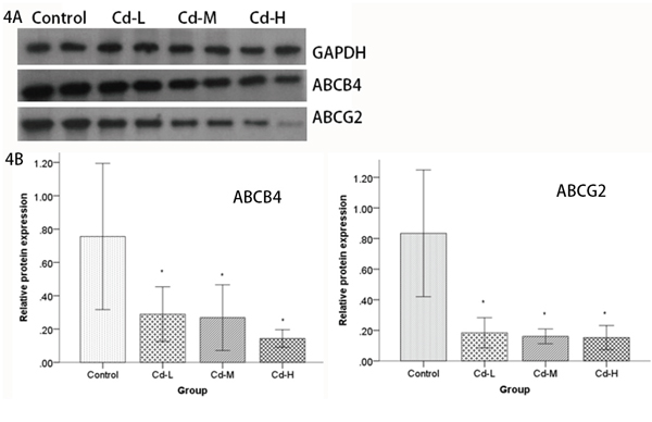 Analysis of ABCB4 and ABCG2 protein expression by Western blot.