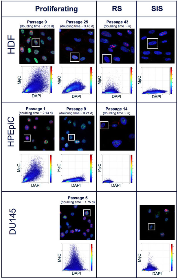 MeC/DAPI codistribution in proliferating and senescent cells.