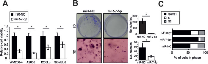 miR-7-5p inhibits melanoma cell proliferation