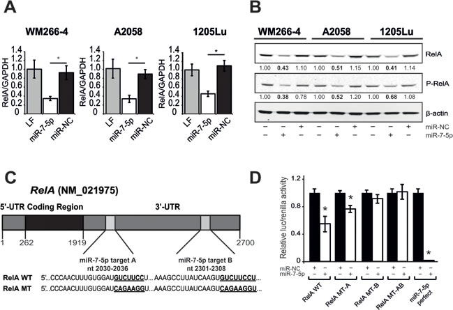 miR-7-5p downregulates RelA expression