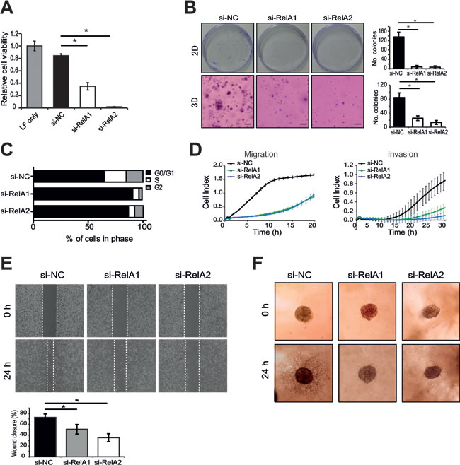 RelA knockdown recapitulates the effects of miR-7-5p on melanoma cell viability, cell cycle, migration and invasion.