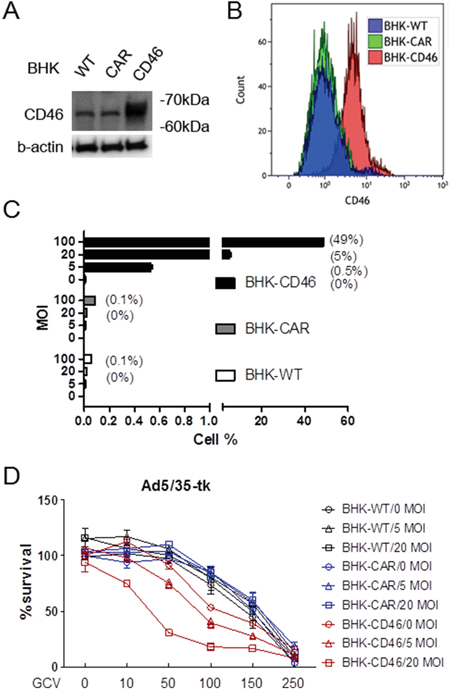 Gene transduction efficacy of Ad5/35 is enhanced in CD46-expressing cells.