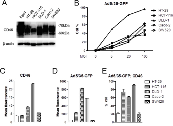 CD46 expression analysis and Ad5/35-mediated gene transduction in colorectal cancer cell lines.