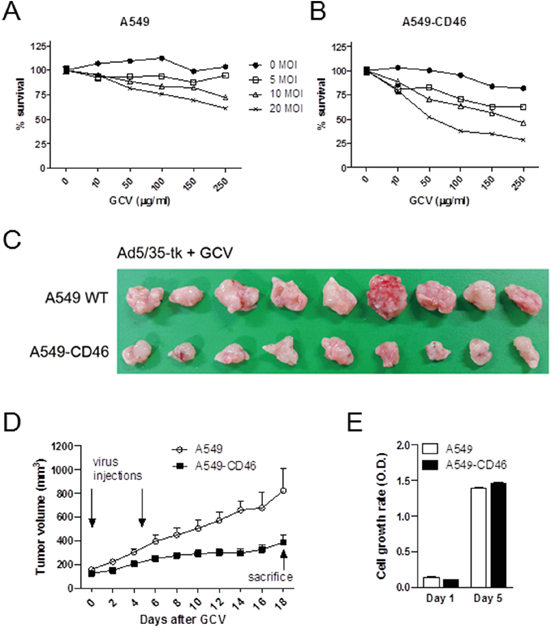 CD46 promotes Ad5/35-tk-mediated cytotoxicity for tumor growth in vivo.