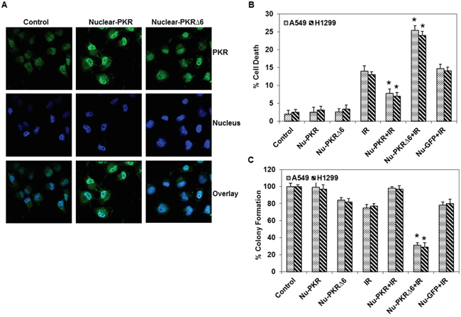 Expression and subcellular localization of PKR in nuclear-targeted wild-type PKR and mutant PKR&#x0394;6-transduced lung cancer cells.