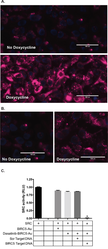 Specificity of Au-NPs for targeted, cancer cell specific mRNAs. A, B.